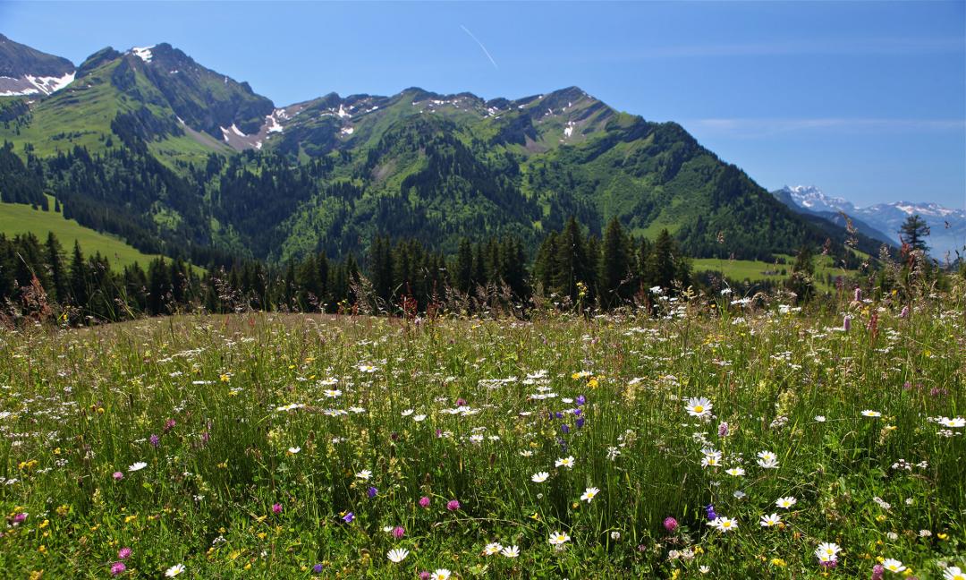 Le sentier du Sapin a Siméon